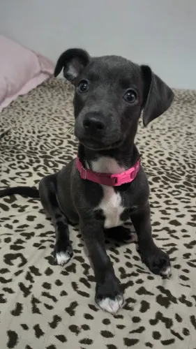 Doação de filhote cadela com 3 meses