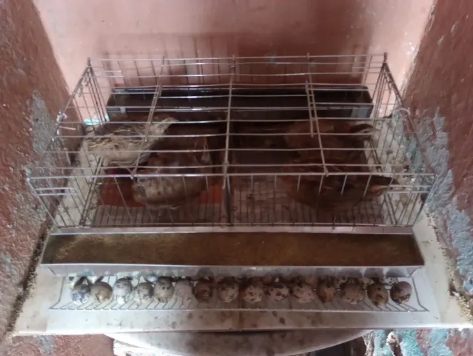 Codornas com gaiola e 5k de ração 