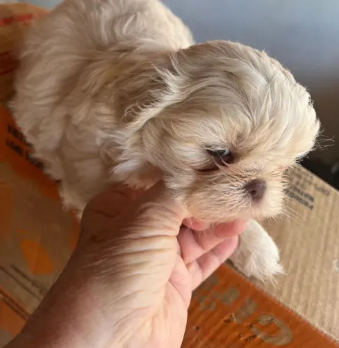 Mini shih tzu