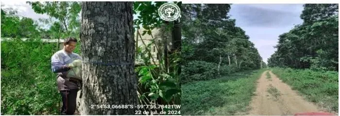 VENDO  FAZENDA DE MOGNO NO AMAZONAS