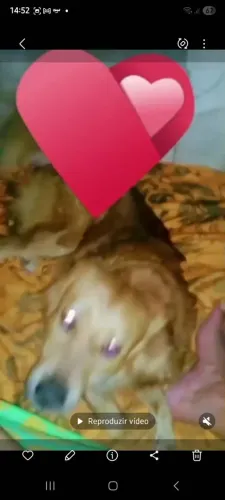 Doando um cachorro