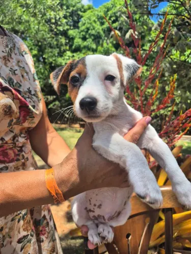 Filhote Jack Russell