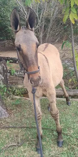 Burro