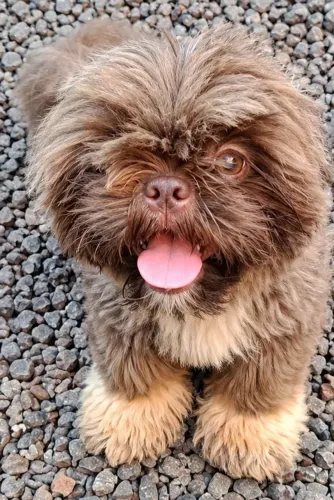 Fêmea de Shih Tzu