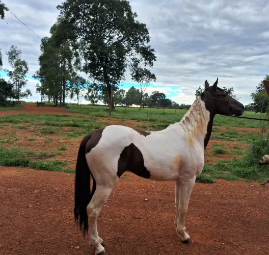 Vendo cavalo