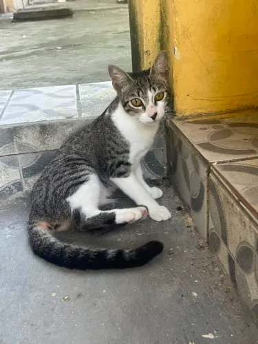 Gatinha para adoção