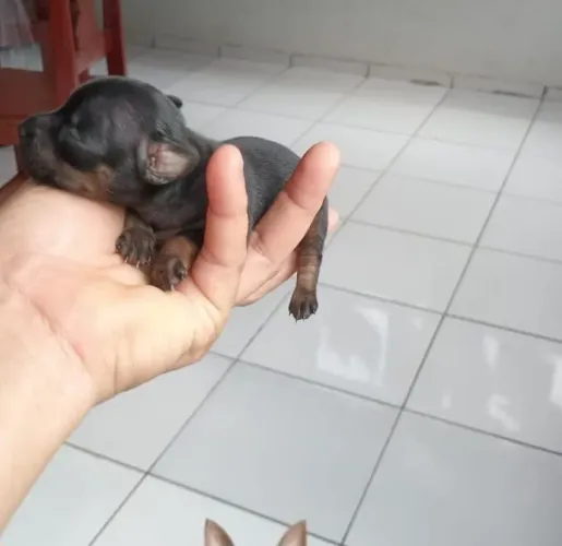 Pincher fêmea e macho lindos filhotes número 1.