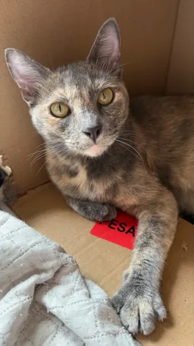 Gata