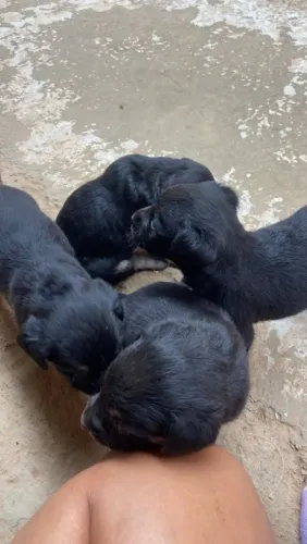 Filhote de cachorro