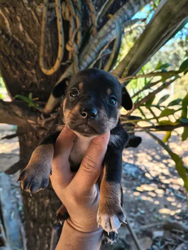 Animais