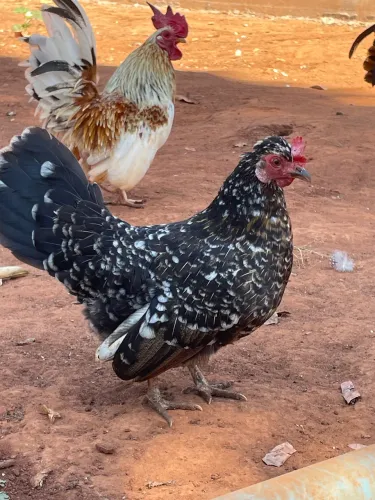 Galinha nagazaki mutacionada rara