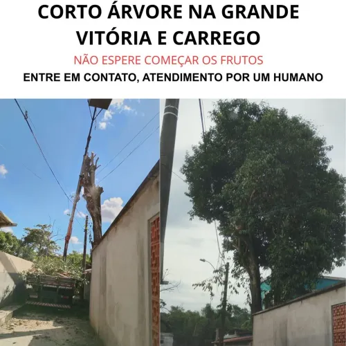 Cortador de árvore aqui perto