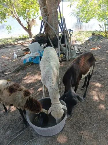 Venda de animais