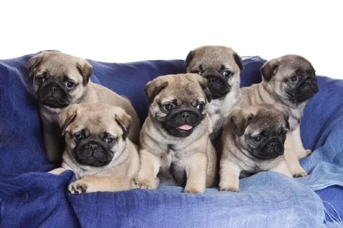 FILHOTES DE PUG PARA DOAÇÃO