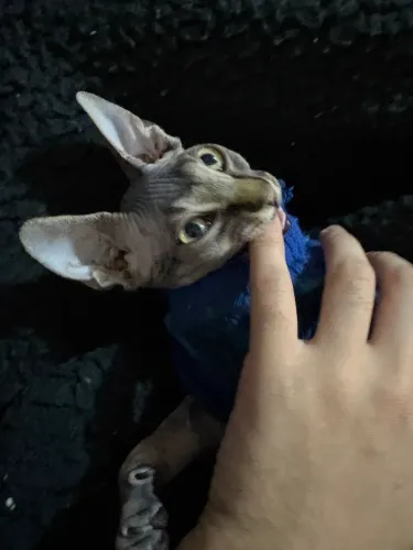 Vendo gata sphynx