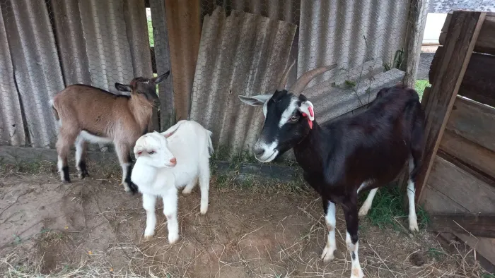 Carneira e gabrita