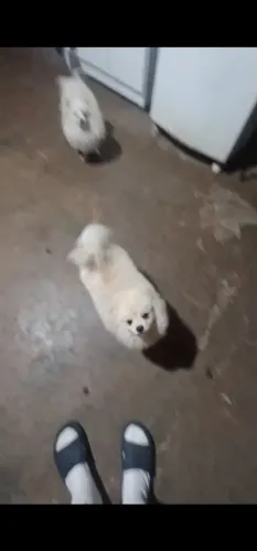 Vendo lulu da pomerania macho já com pedigree