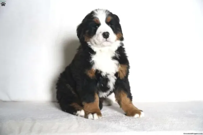 Bernese gigante e dócil - beleza impressionante