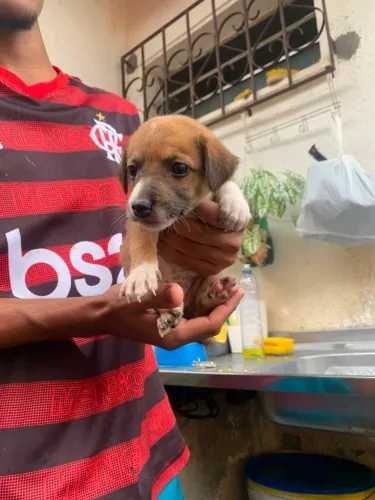 2 cachorrinhos pra doação 