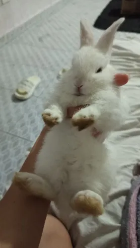 Vendo coelho filhote