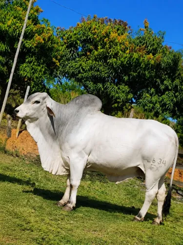 Touro Tabapua 
