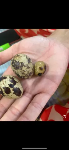Vendo codorna japonesa, diversas cores, em Meaipe Guarapari, chama que vai acabar