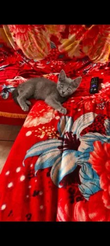 Gato azul Russo legítimo