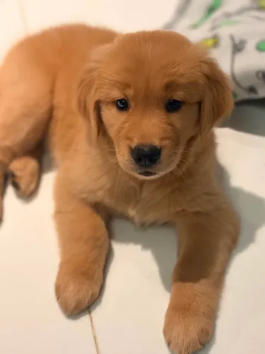 Filhote de Golden Retriever