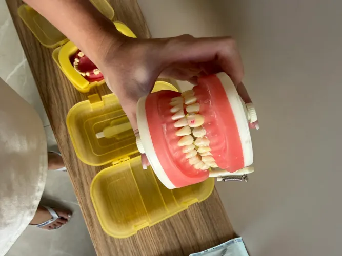 Manequim dentistica 