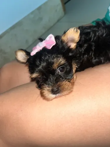 Yorkshire Terrier Femêa