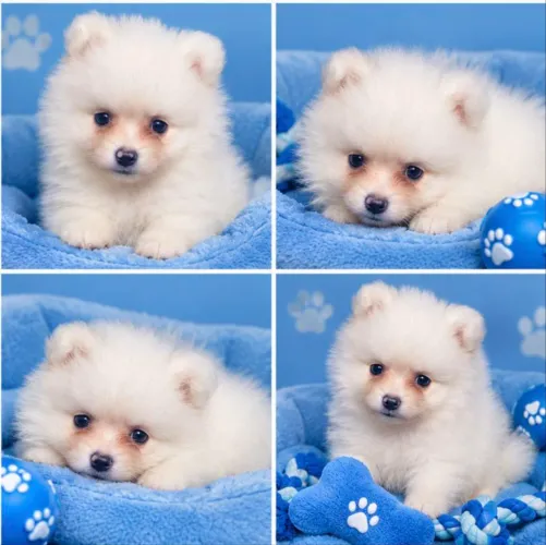 BB LINDO SPITZ ALEMÃO