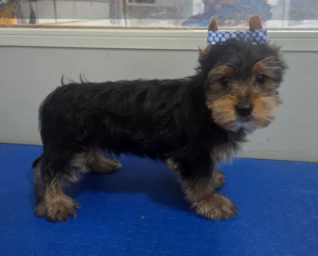 Yorkshire Machinho lindo vacinado com pedigree 