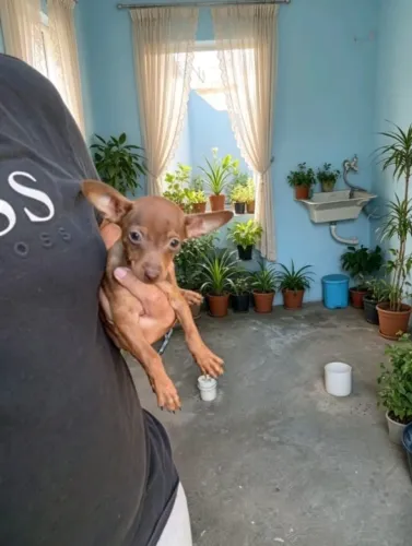 Pinscher Fêmea Super Mini