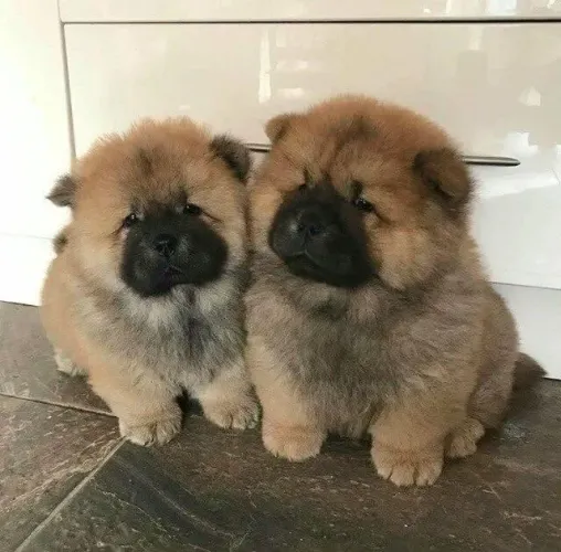 Chow chow filhote