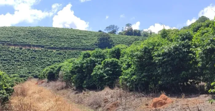 Excelente Oportunidade! Fazenda de Café no Sul de Minas Gerais, em Ouro Fino