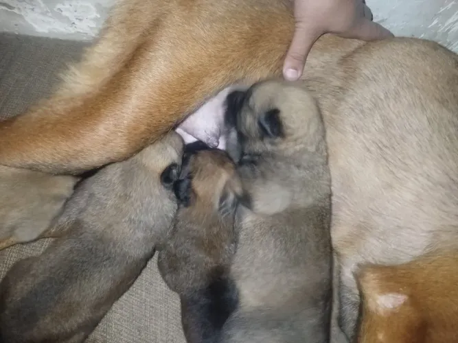 Pastor belga malinoa não abaixo valor