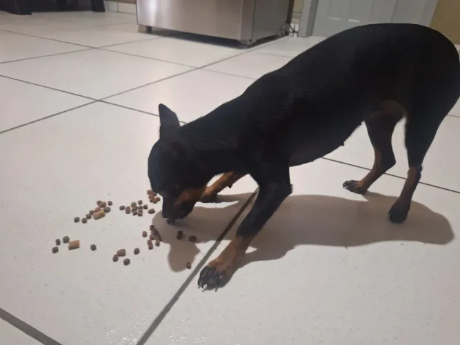 Vendo Pincher 