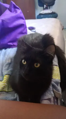 DOASE GATINHO PRETO