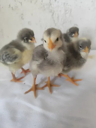 Pintinhos Poedeira Cinza - Galinha GLC Poedeira de ovos coloridos!