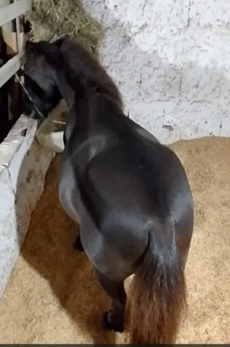 Mini pônei