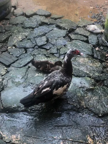 vendo patas 