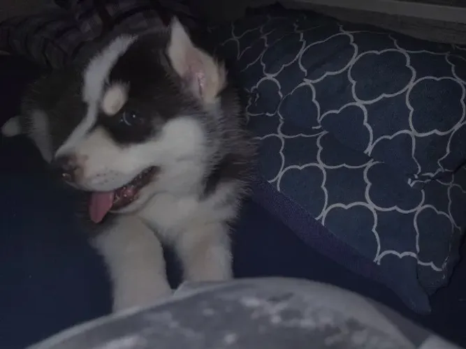Husky siberiano