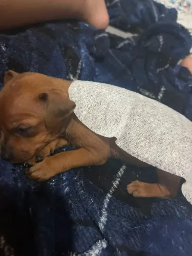 Miniatura pinscher macho