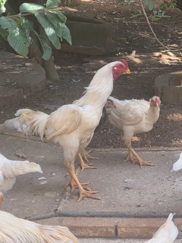 Vendo Galo Indio Shamo branco