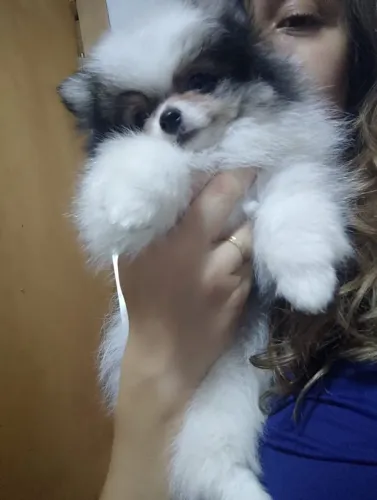 Luluzinhos - Spitz Alemão - Lulu da Pomerânia