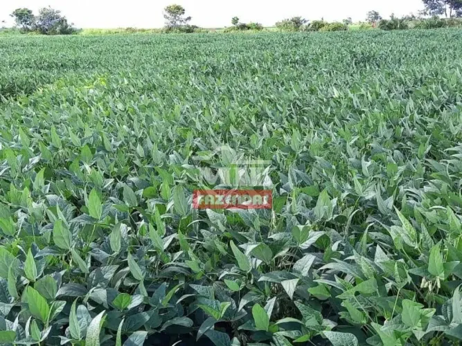 Fazenda 153,30 Alqueires (742 Hectares ) Pedro Afonso - TO