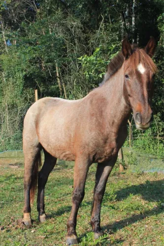 Cavalo Criolo