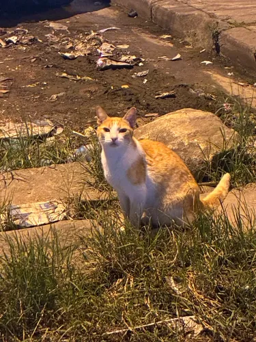 Gato castrado para adoção urgente em São Vicente