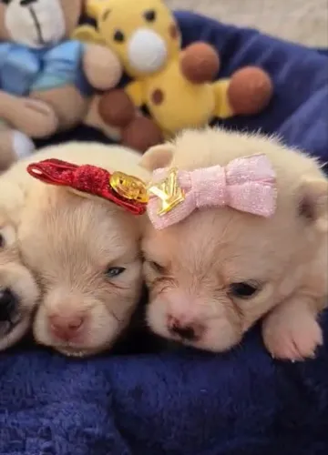 Spitz Alemão - Lulu da Pomerânia