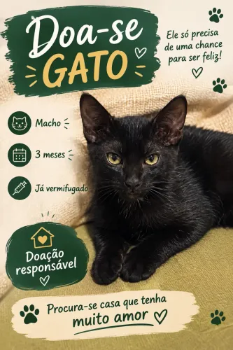 Doação gato filhote